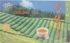 Oolong Tea (100 Bags) Prince of Peace